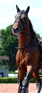 Langlais Bloodstock R ussite et Passion
